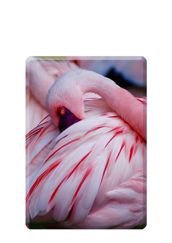 Dieren en vogel